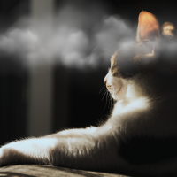 Nebel_Katzenköpfchen