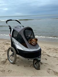 Blümchen_Bild_Buggy