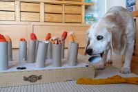 Sondermann_Hund_Gehirnjogging