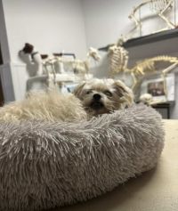 Blümchen_Bild_gesund