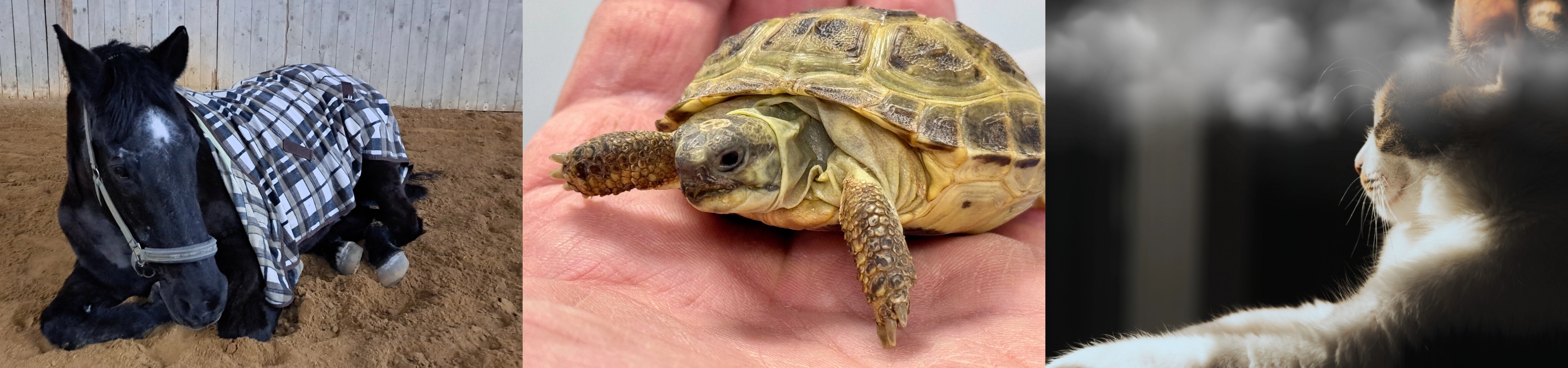 Tierheilpraktikertage