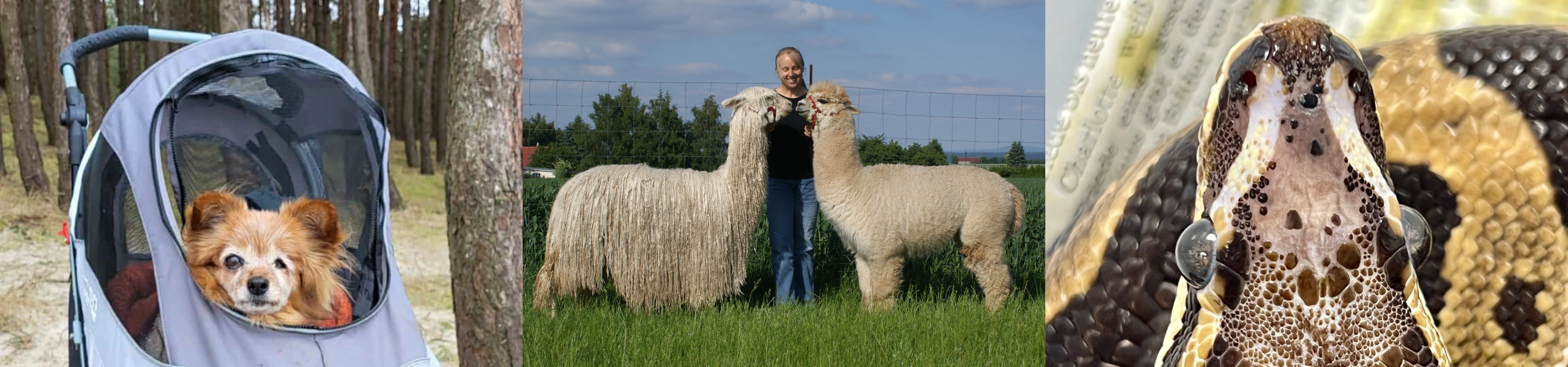 Tierheilpraktikertage