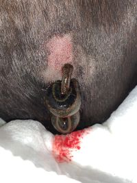 Fischer_Jessica_Blutegel